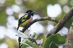 Black-and-yellow Broadbill